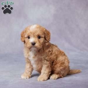 Arnie, Cavapoo Puppy